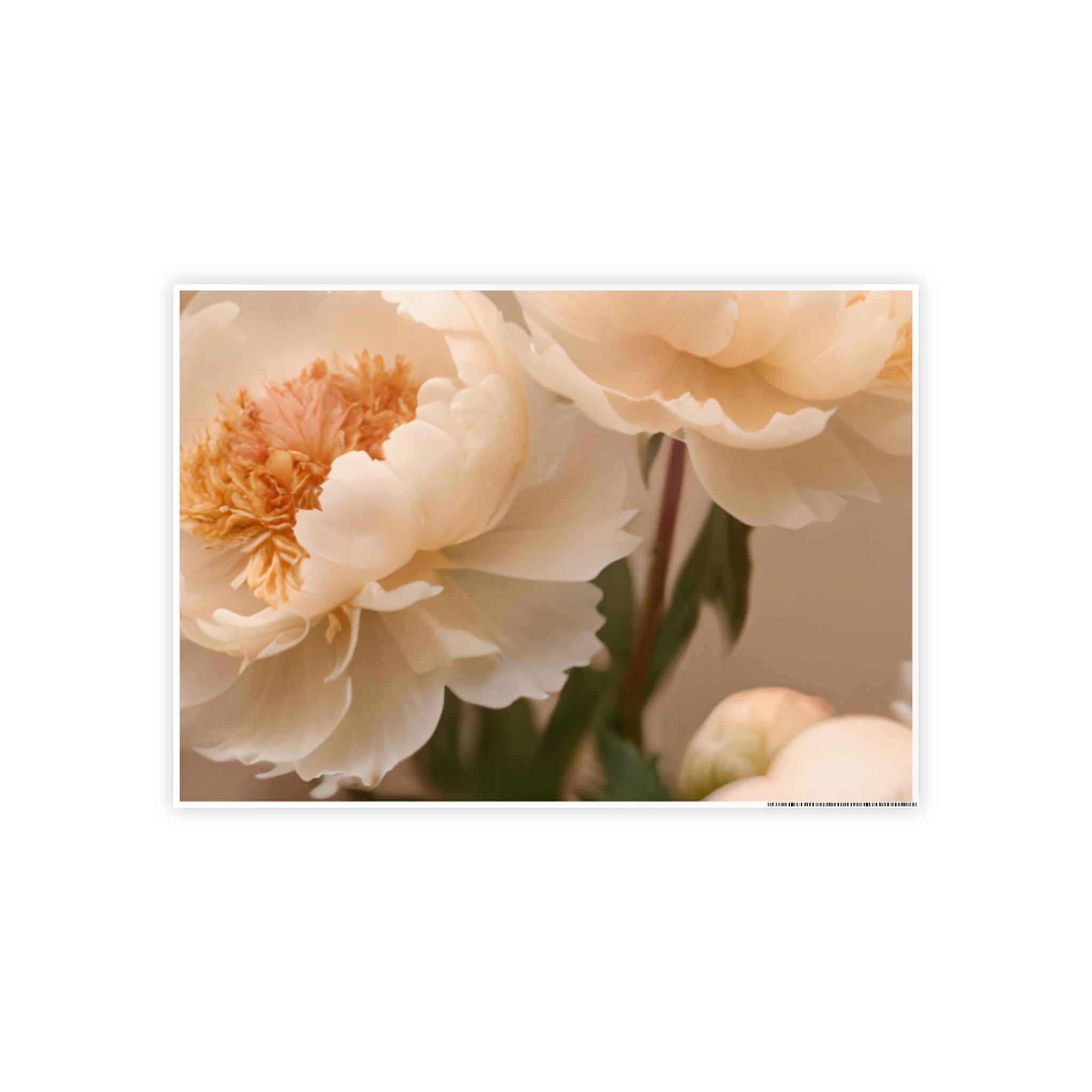 Peach Peony Print Poster