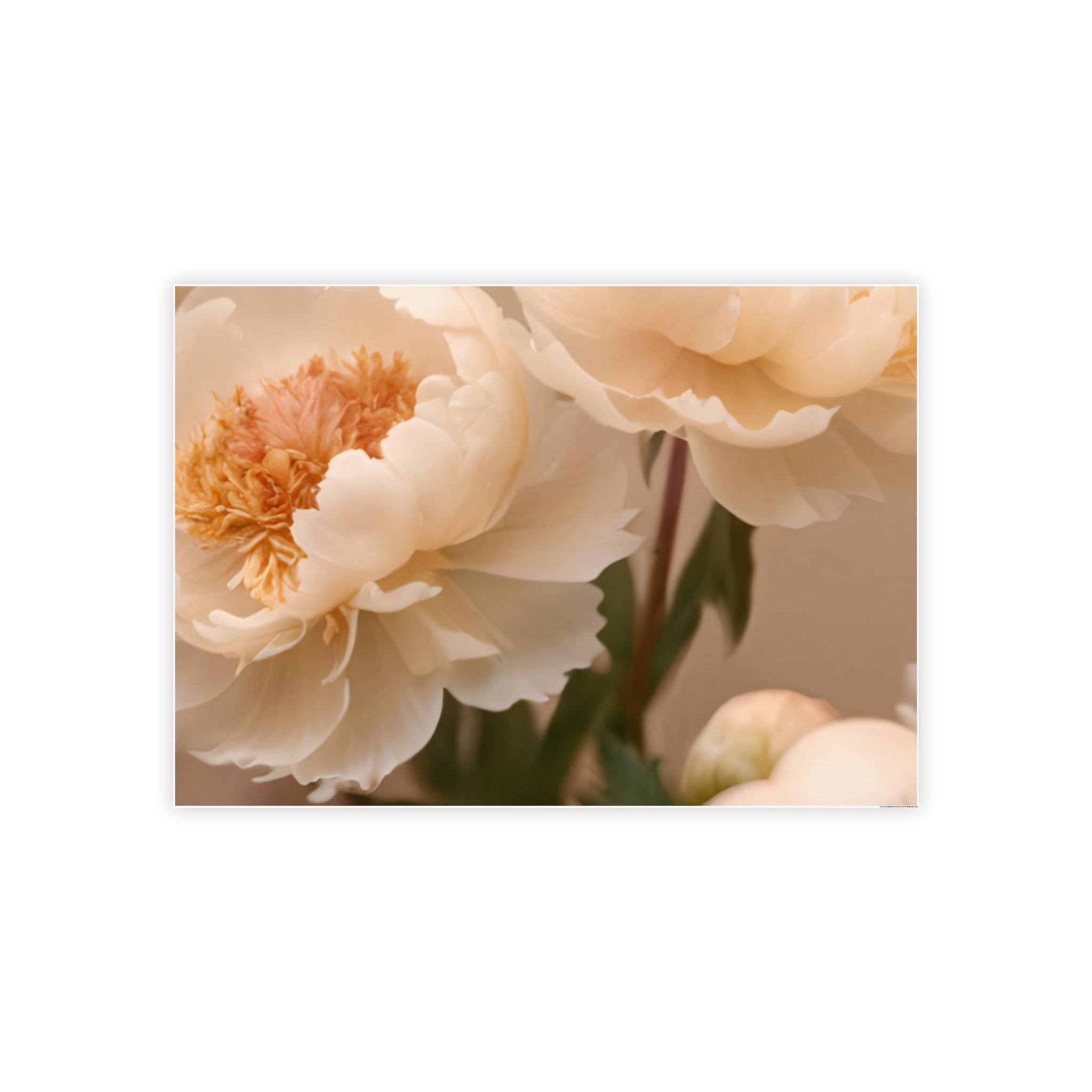 Peach Peony Print Poster