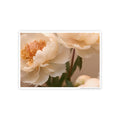 Peach Peony Print Poster